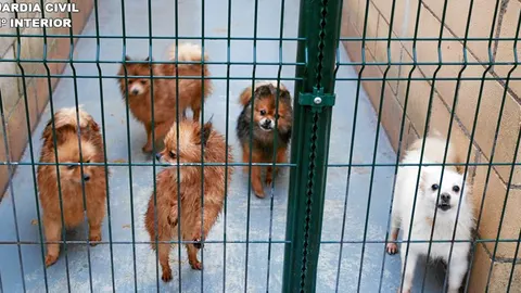 Los animales recorren miles de kilómetros encerrados en camiones en pésimas condiciones