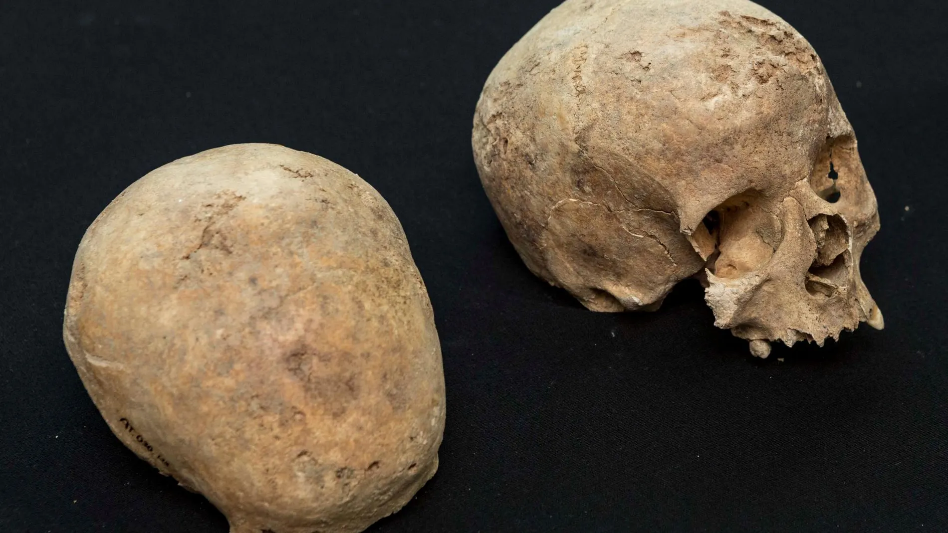 Dos de los cráneos hallados en noviembre de 2017 en la calle Atocha