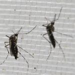 Imagen del mosquito Aedes aegypti, responsable de la transmisión de la enfermedad