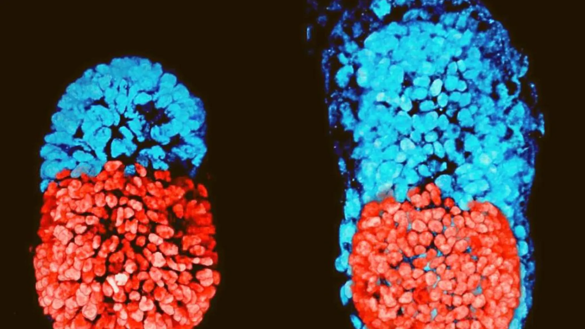 A la izquierda, el embrión con células madre a las 96 horas; a la derecha, el embrión in vitro a las 48 horas