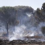 Imagen de una de las zonas afectadas por el incendio en el entorno de Doñana