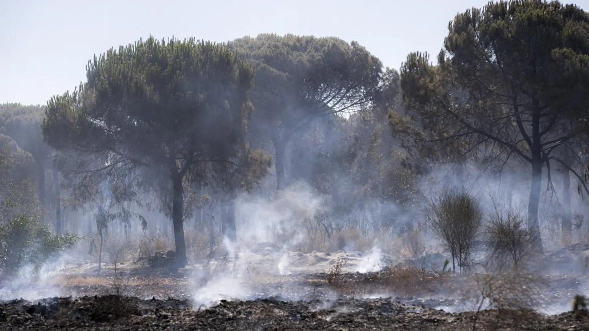 Imagen de una de las zonas afectadas por el incendio en el entorno de Doñana