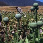 Cultivo ilegal de opio