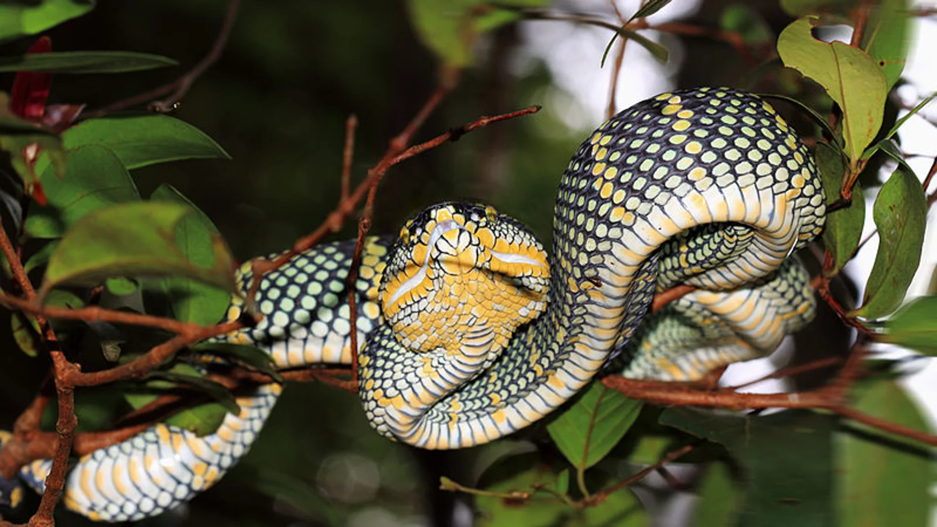 Un ejemplar de serpiente Tropidolaemus waglerix