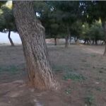 El árbol del parque público de Catarroja, Valencia, en el que fue hallada la joven