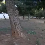  Hallan a una joven de 20 años atada a un árbol en un parque público de Valencia