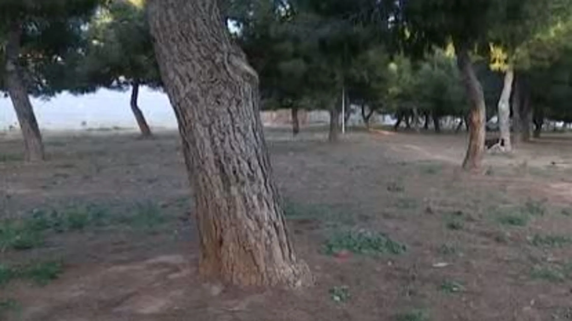 El árbol del parque público de Catarroja, Valencia, en el que fue hallada la joven