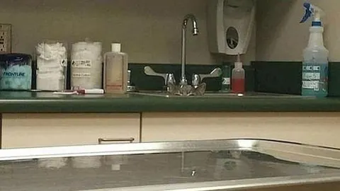 ¿Eres capaz de encontrar el gato escondido en esta imagen?