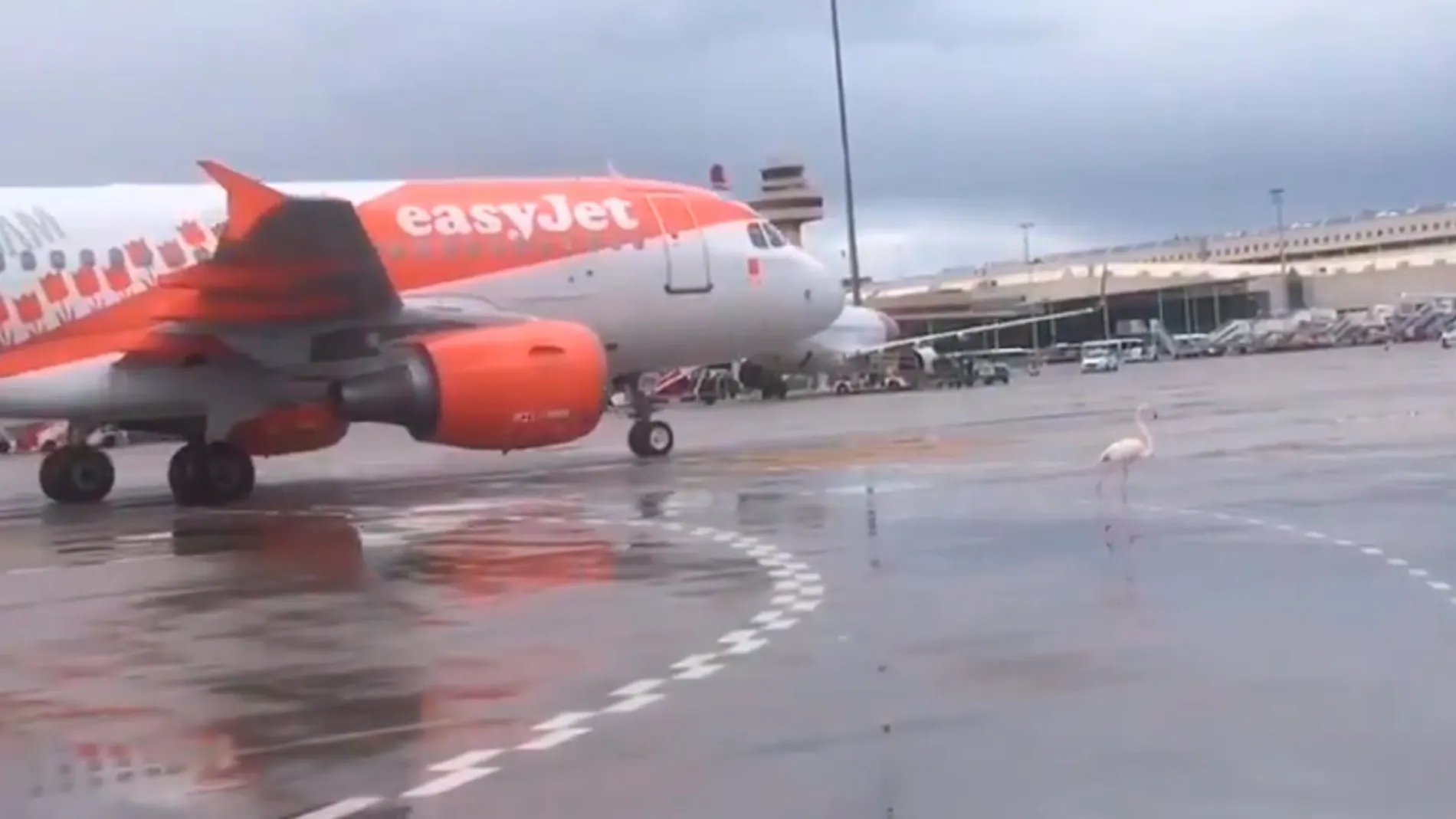 Un flamenco se pasea por el aeropuerto de Palma