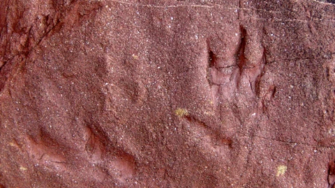 Imagen de la huella de la nueva especie descubierta