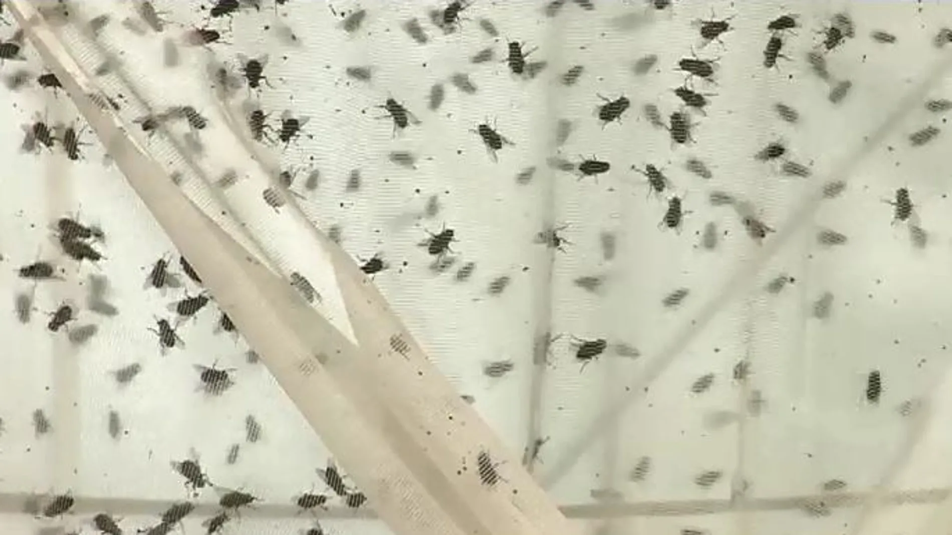 Las moscas se utilizan para piensos y la harina de insectos podría llegar al consumo humano