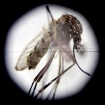Fotografía a través de un microscopio de un mosquito Aedes aegypti, transmisor del virus del Zika / Efe