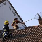 En algunas ocasiones, como en esta de 2007 en una vivienda de Ciudad Real, se han visto buitres en los tejados de las casas