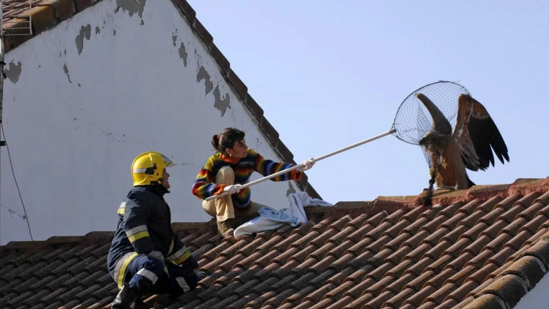 En algunas ocasiones, como en esta de 2007 en una vivienda de Ciudad Real, se han visto buitres en los tejados de las casas