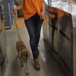 Con correa corta, bozal y en el último vagón, así pueden viajar los perros en Metro