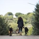 Una mujer pasea con sus perros en un encinar en las afueras de Madrid