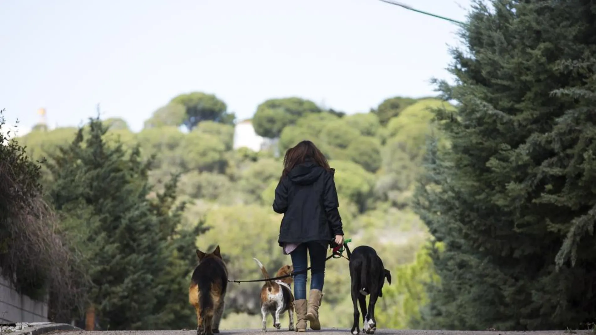 Una mujer pasea con sus perros en un encinar en las afueras de Madrid