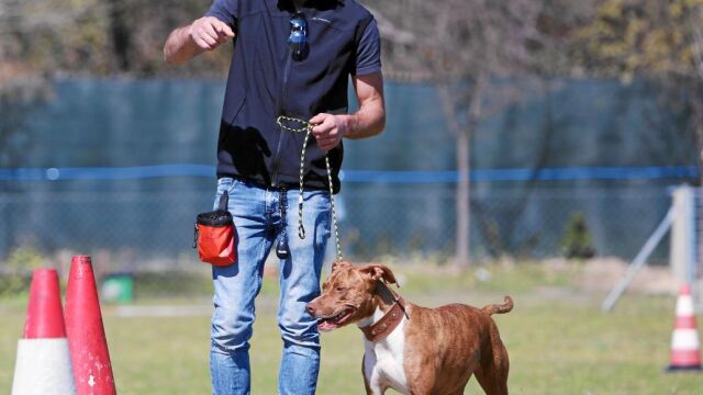 Para Quintero, los perros son agresivos porque el dueño no tiene la información suficiente para manejarlos