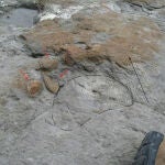 Las huellas de dinosaurios saurópodos demuestran el pisoteo del fondo donde vivían los bivalvos de agua dulce, que actualmente se encuentran desplazados (marcados con flechas rojas). Yacimiento de El Talameru en el Cabo Lastres (Asturias)