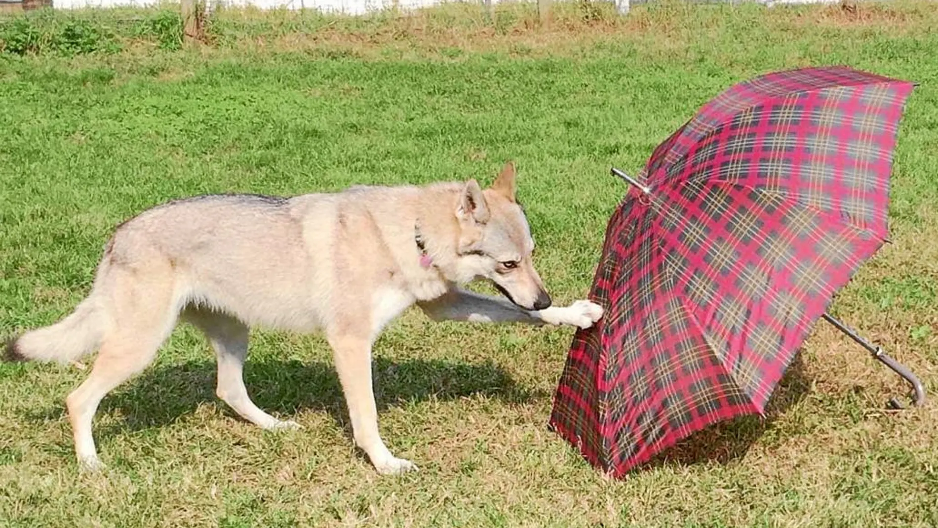 Una de las pruebas de la investigación consistió en que el perro, tras observar cómo un humano iba y tocaba un paraguas, lo repitiese