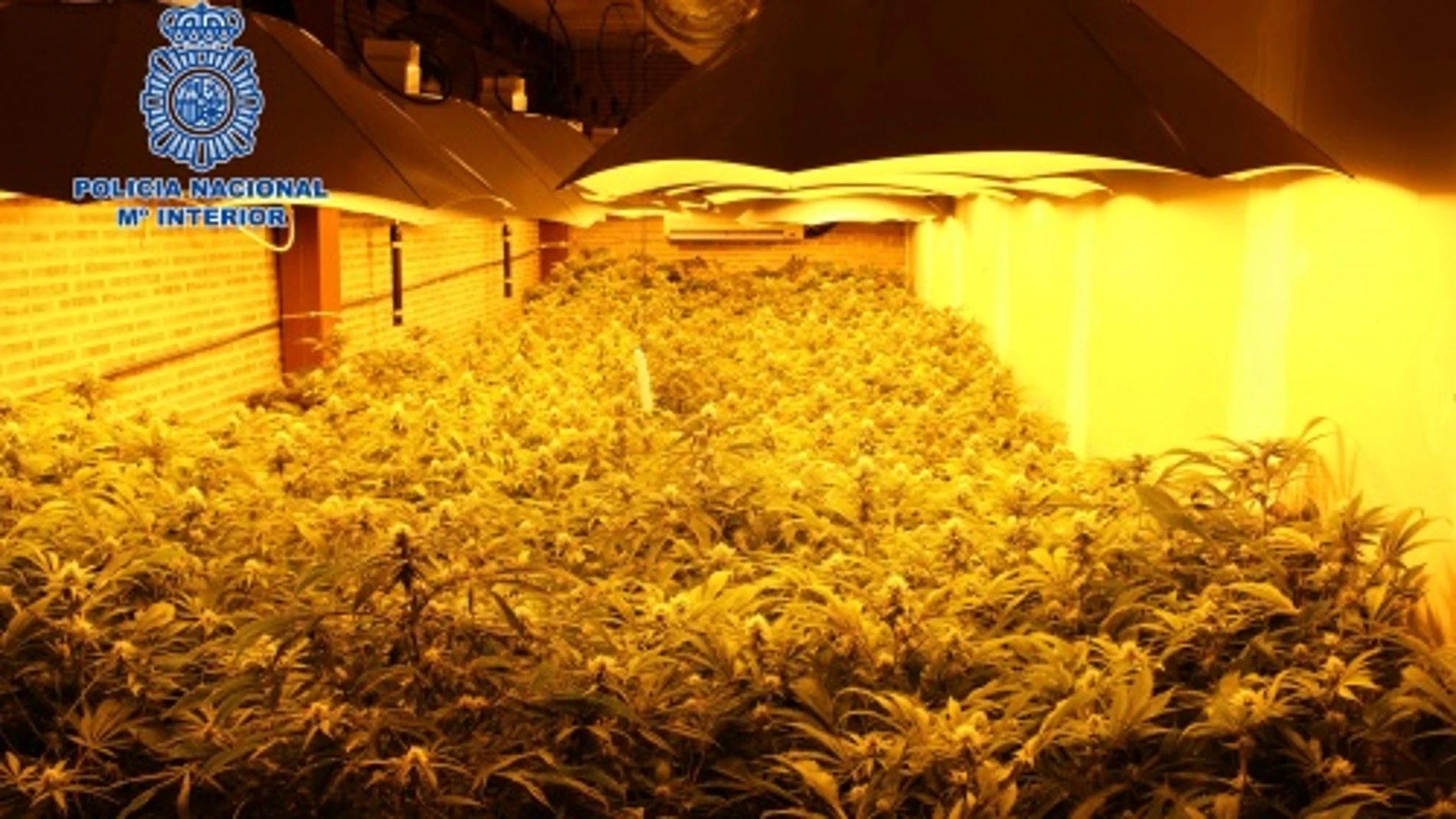 Imagen de una plantación de marihuana descubierta por la Policía el pasado 23 de diciembre