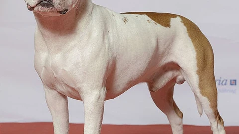 American Staffordshire Terrier