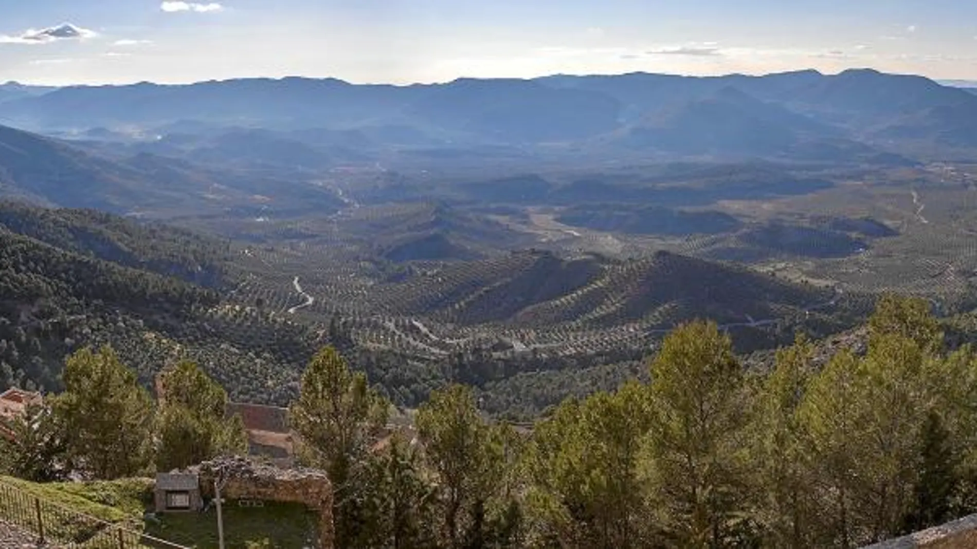 El mar de olivos de la provincia de Jaén cuenta con 66 millones de árboles