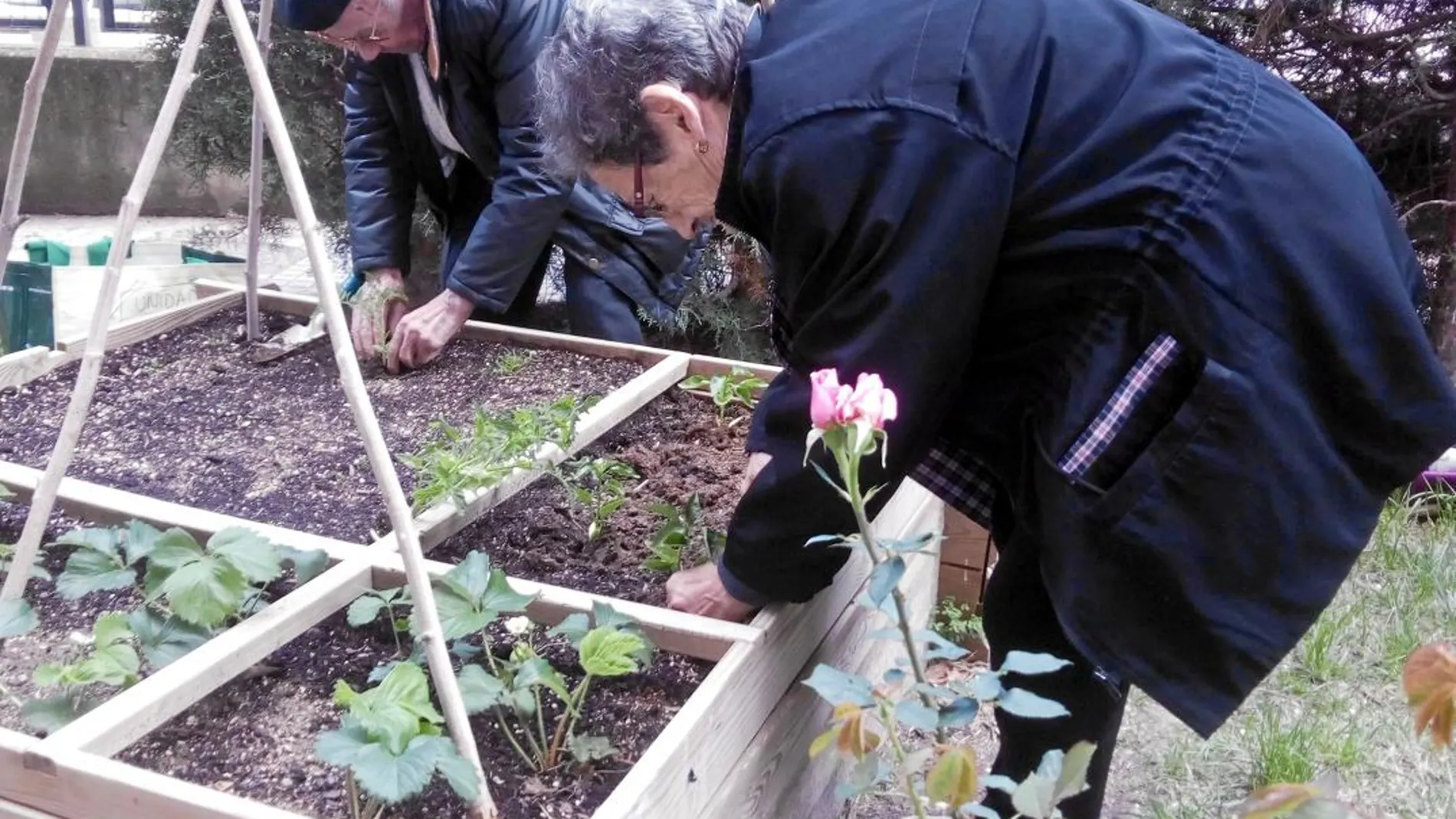 Dos personas de edad avanzada cuidan de un huerto