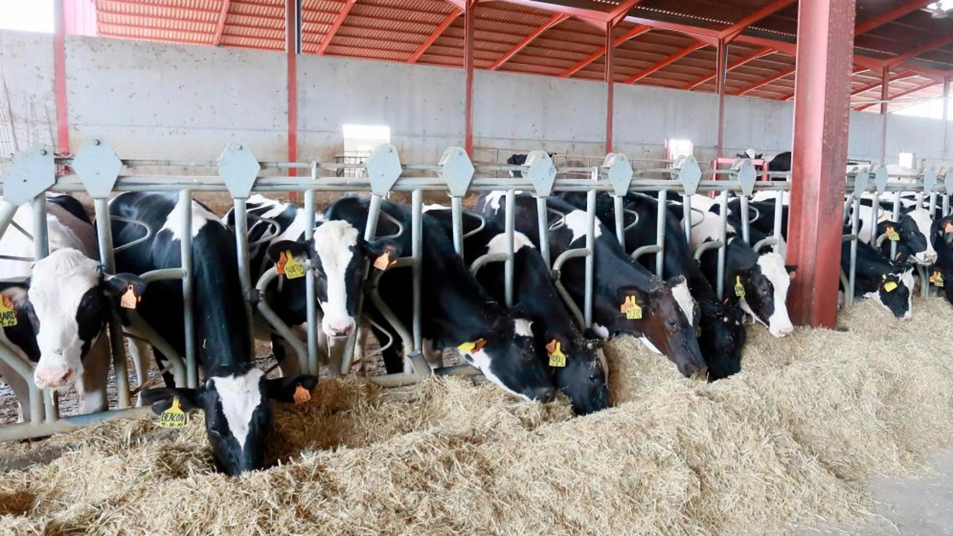 Explotación de ganado vacuno, en Melgar de Yuso (Palencia)