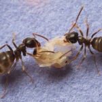 Las hormigas producen ácido fórmico que puede matar el hongo, pero necesitan entrar en el cuerpo de la pupa para que realmente funcione. / Christopher Pull