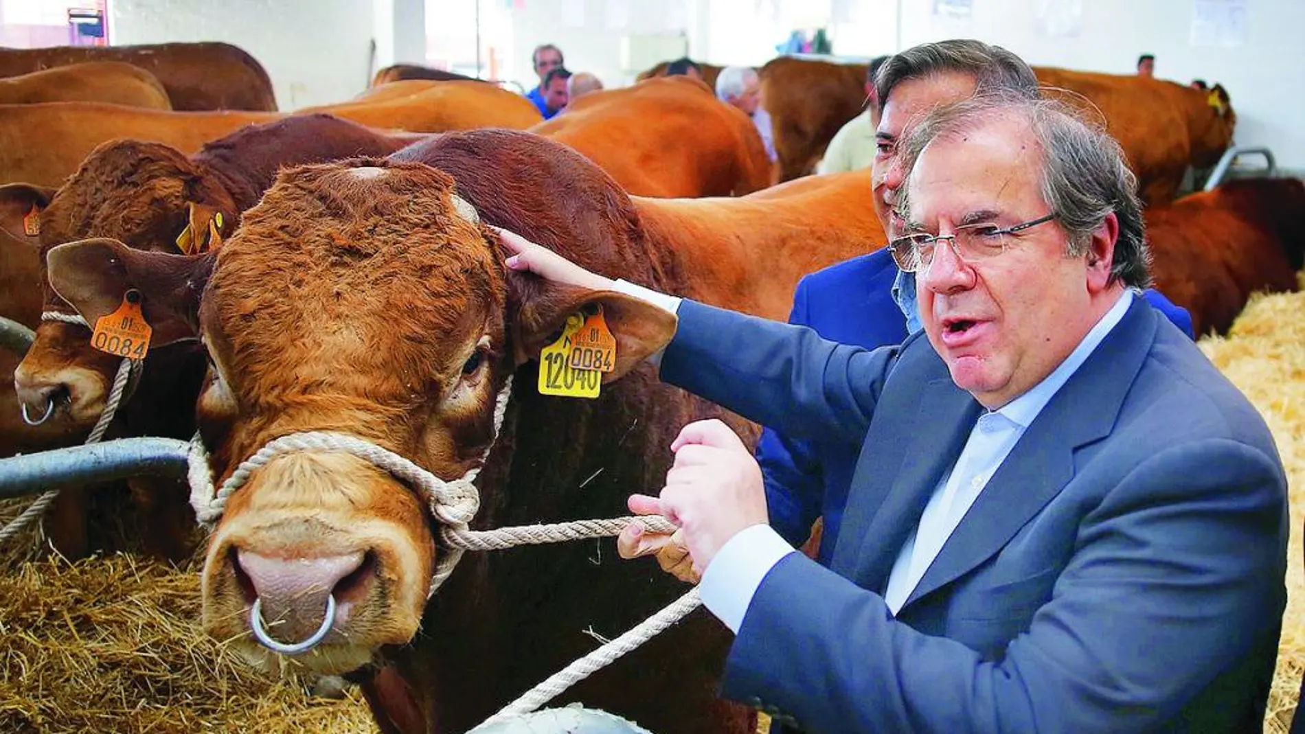 Herrera acaricia a uno de los más mil ejemplares de ganado vacuno presentes en «Salamaq 2016».