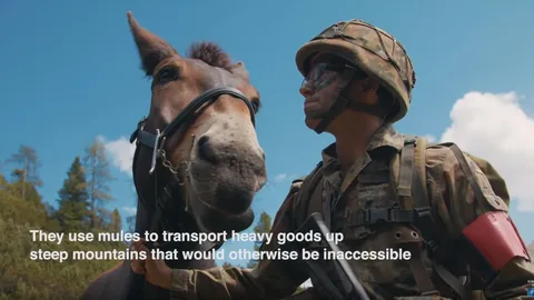 Captura de las mulas de Lorca en la Brigada de Infantería de Montaña del Ejército alemán / OTAN