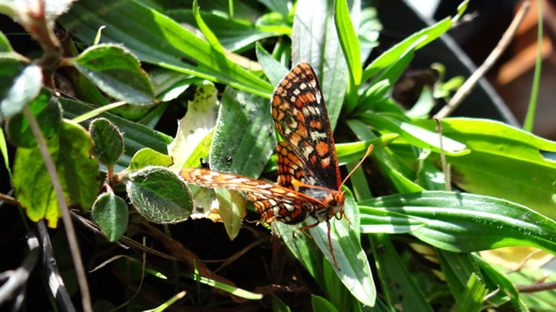 Las mariposas Euphydryas editha se hicieron dependientes de una planta que desapareció con la marcha de los humanos. / Michael Singer/SINC