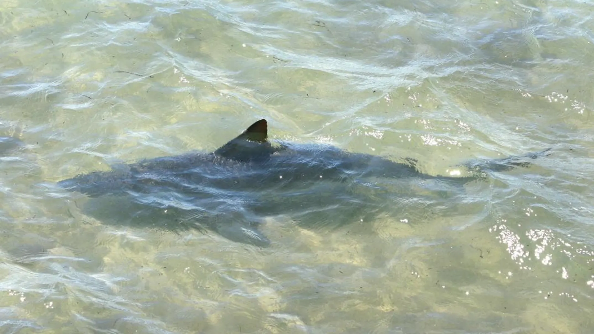 Un tiburón, fotografiado en una playa de Tarragona