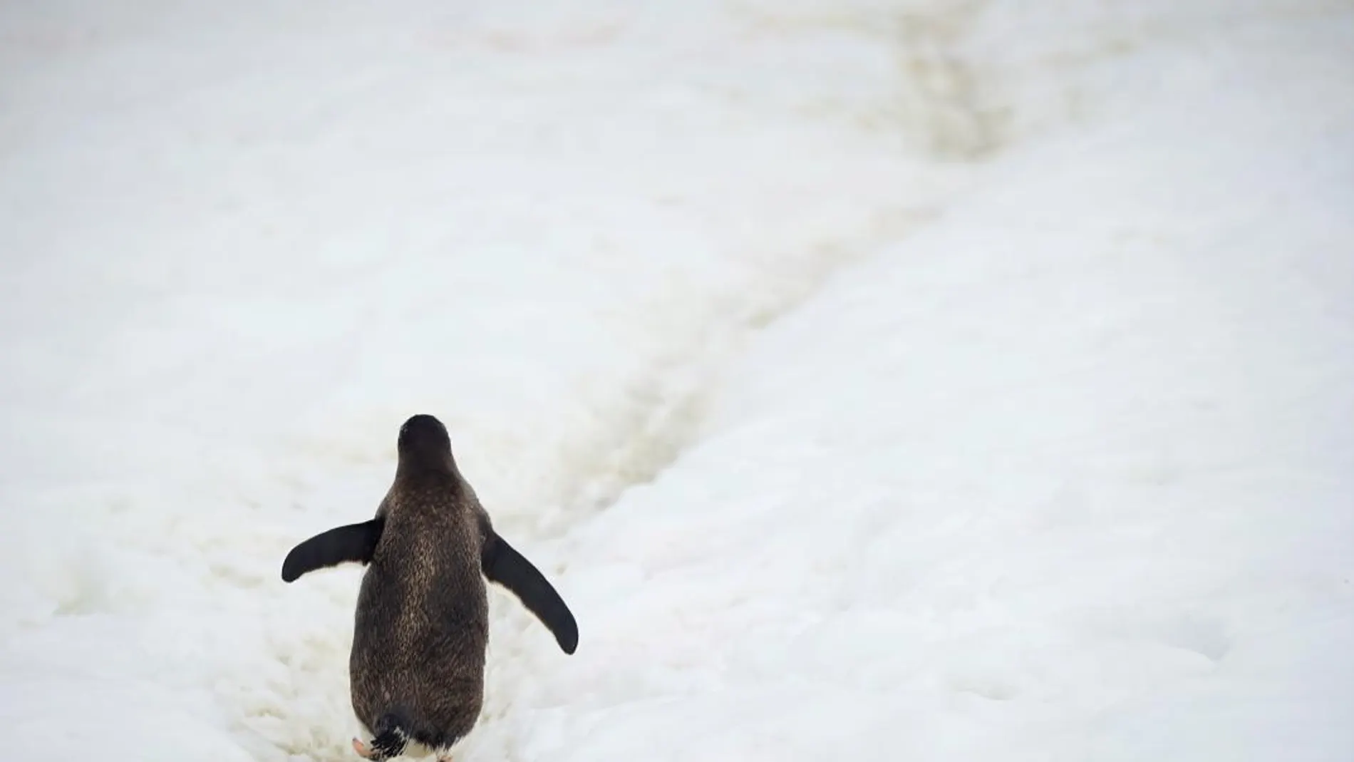 Un pingüino caminando solo en la Antártida / Reuters