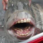 El "pez dentón"viral en las redes