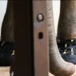 Detalle de las botas de Shanti