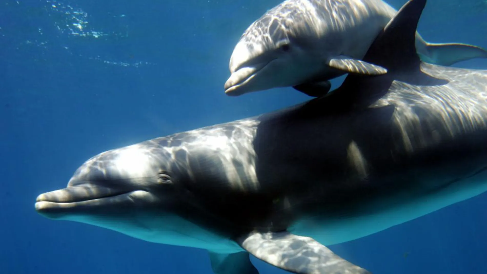 Una cría de delfín y su madre en el zoo de Barcelona, en una imagen de archivo