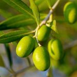 Difícil año para el aceite de oliva