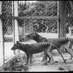 Los tigres de Tasmania, desaparecidos a principios del siglo XX, son uno de los candidatos a la desextinción.