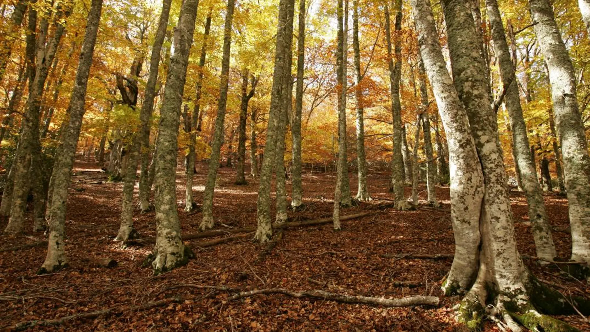 Alertan de la inutilidad de usar los bosques para enfriar el clima