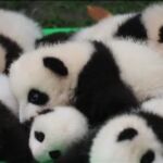 Nacen más de 20 osos pandas en China