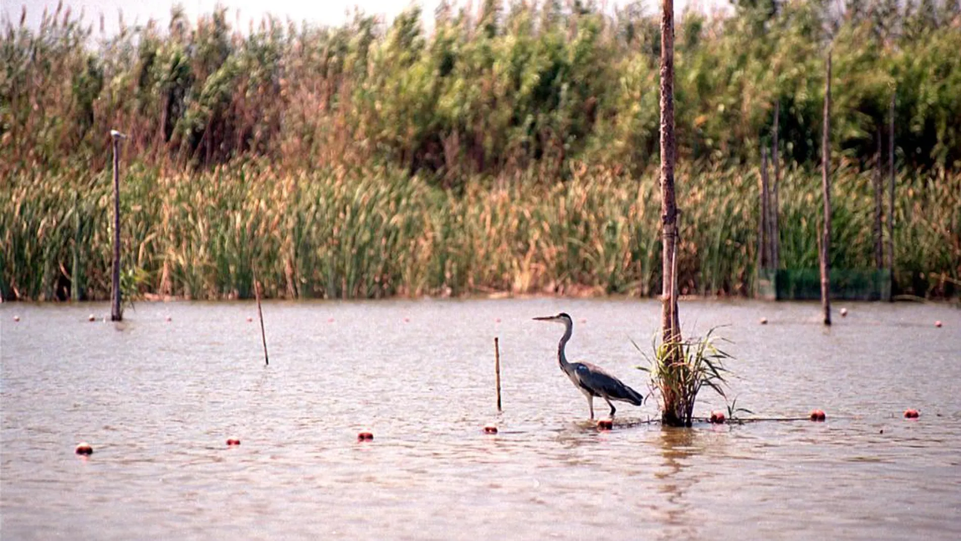 La Fiscalía ha abierto diligencias preprocesales contra la Junta de Desagüe de L’Albufera por los bajos niveles del agua en algunas épocas del año