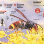 La avispa asiática: El principal enemigo de las abejas