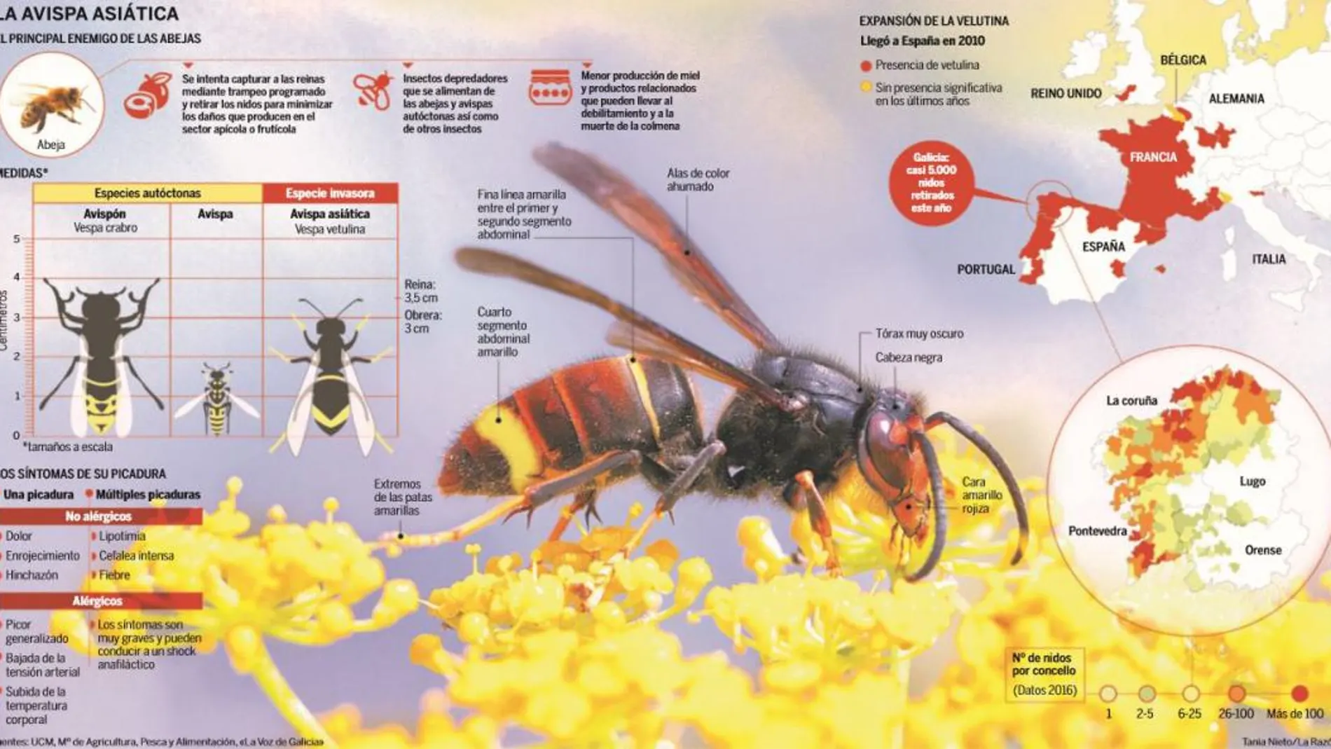 La avispa asiática: El principal enemigo de las abejas