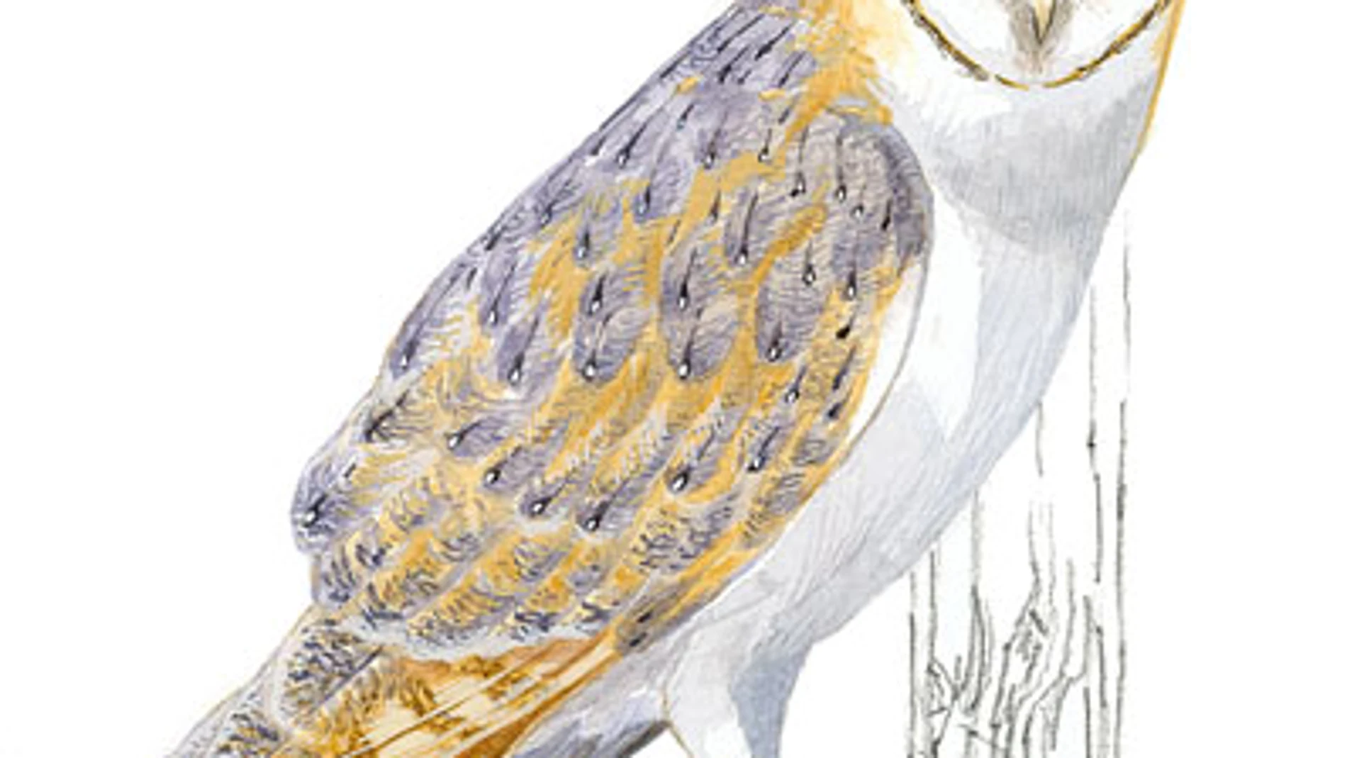 Un ejemplar de lechuza común (Tyto alba), en un dibujo de SEO/BirdLife