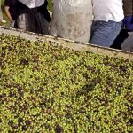 Liberan a un joven en Huelva obligado a trabajar sin remuneración y que se alimentaba de basura
