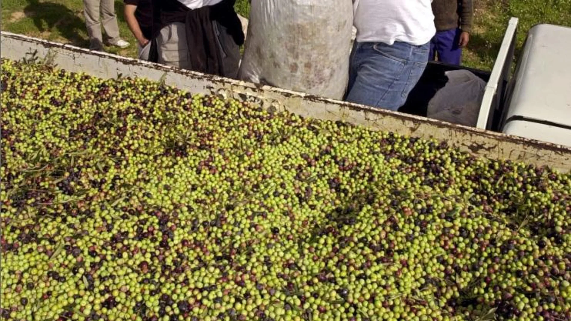 Liberan a un joven en Huelva obligado a trabajar sin remuneración y que se alimentaba de basura