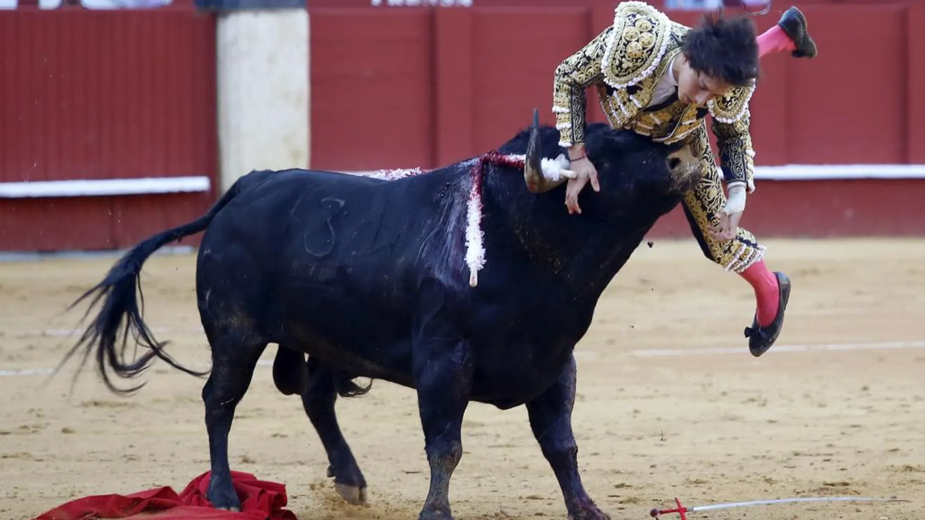 El matador Roca Rey sufre una cogida durante la lidia de su primer toro, esta tarde en la plaza de "La Malagueta"