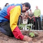 El presidente venezolano, Nicolás Maduro, planta un árbol en memoria del fallecido Hugo Chávez, ayer, en Caracas